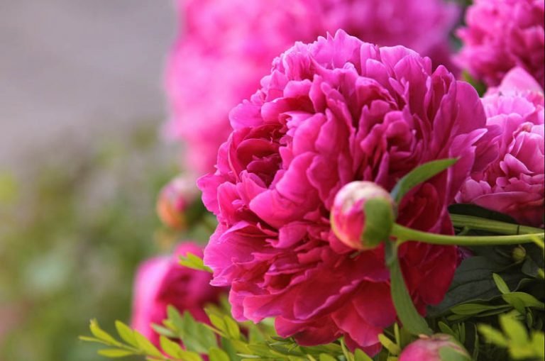 Seluk-Beluk Tentang Bunga Peoni