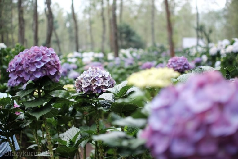 Mengutarakan Perasaan Dengan Bahasa Bunga