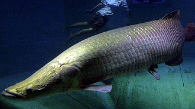 Yuk, Kenalan dengan Arapaima!