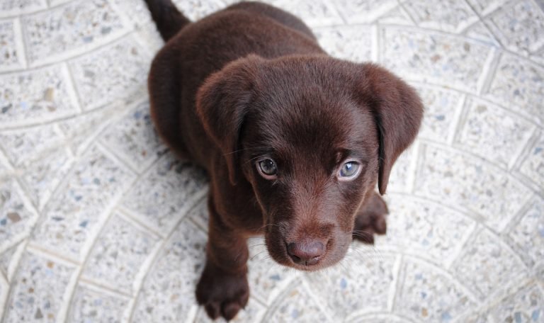 Yuk, Berbagi Rejeki Dengan Shelter Hewan Di Indonesia