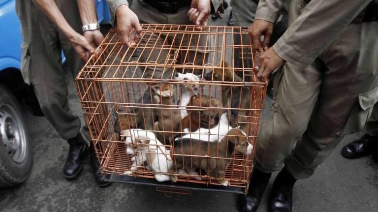Jutaan Petisi Dunia Desak Indonesia Stop Makan Anjing