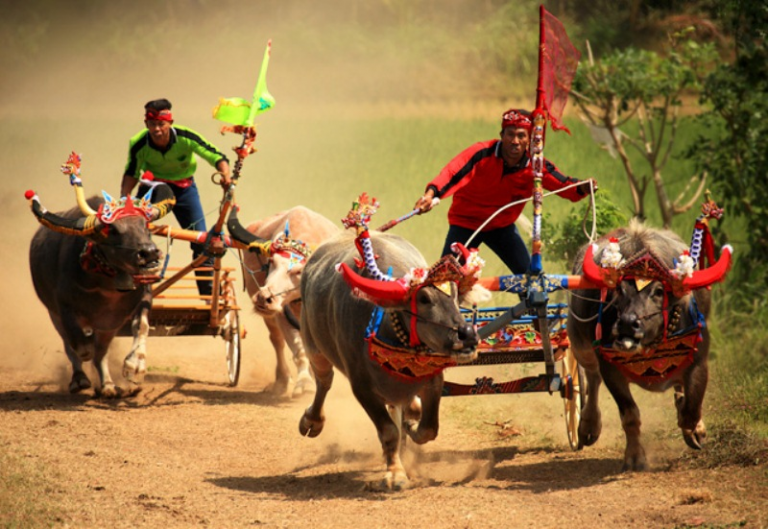 Fakta Mengenai Karapan Sapi Madura