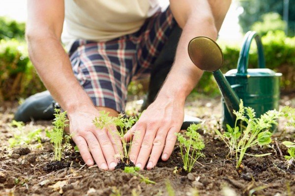 berkebun