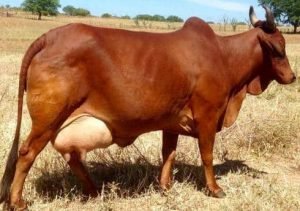 Danish Red, Sapi Perah yang Memiliki Protein Susu yang Tinggi