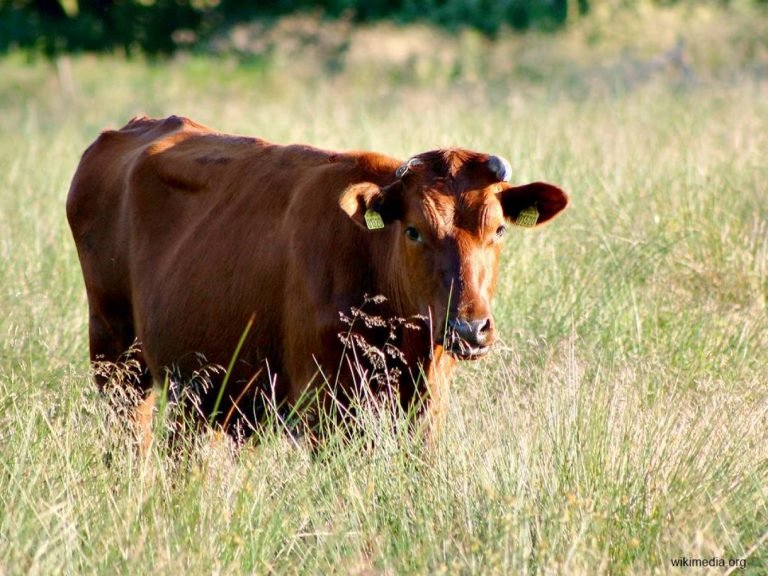 Danish Red, Sapi Perah Penghasil Protein Susu yang Tinggi